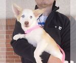 Small #1 Siberian Husky Mix
