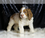 Small Photo #4 Cocker Spaniel Puppy For Sale in WARSAW, IN, USA