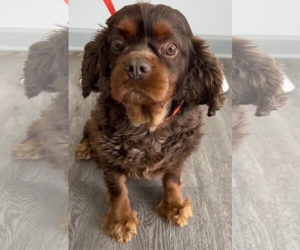 Medium Photo #1 Cavalier King Charles Spaniel Puppy For Sale in Westminster, MD, USA