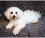 Puppy Gibson Bichon Frise