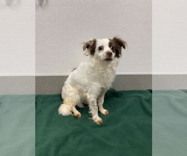 Medium Photo #7 Chihuahua-Spaniel Mix Puppy For Sale in San Francisco, CA, USA