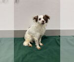 Small #6 Chihuahua-Spaniel Mix