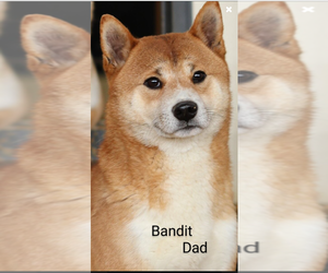 Father of the Shiba Inu puppies born on 05/13/2025