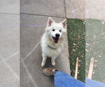 Small #2 American Eskimo Dog-Samoyed Mix