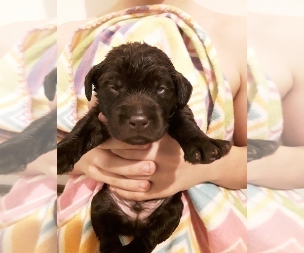 Medium Photo #27 Goldendoodle-Labrador Retriever Mix Puppy For Sale in KALISPELL, MT, USA