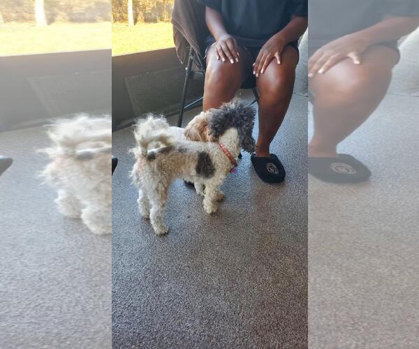 Medium Photo #7 Maltese-Unknown Mix Puppy For Sale in Rootstown, OH, USA