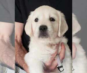 Golden Retriever Puppy for Sale in NEWVILLE, Pennsylvania USA