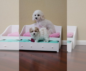 Poodle (Toy) Puppy for sale in DENVER, CO, USA