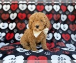 Small #5 Cavapoo (Miniature)