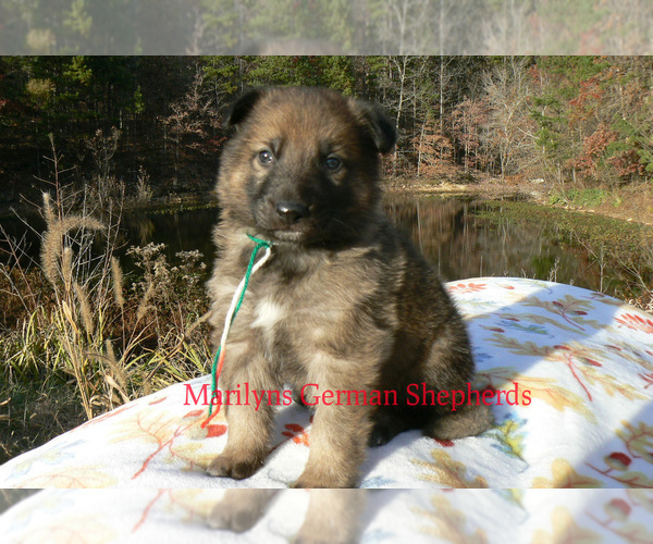 Medium Photo #1 German Shepherd Dog Puppy For Sale in PIEDMONT, MO, USA