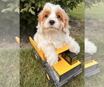 Small #4 Cavapoo
