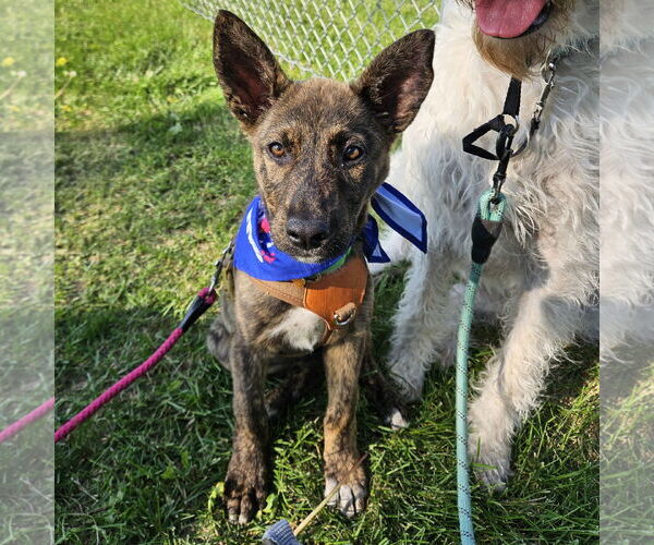 Medium Photo #20 Mutt Puppy For Sale in Fargo, ND, USA
