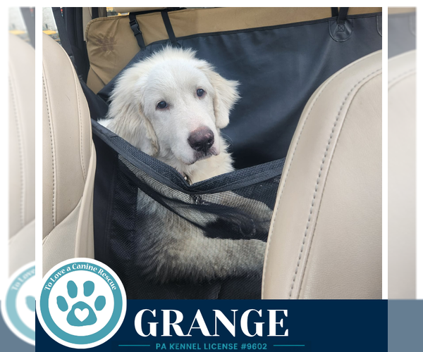Medium Photo #3 Great Pyrenees Puppy For Sale in Kimberton, PA, USA