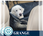 Small #2 Great Pyrenees