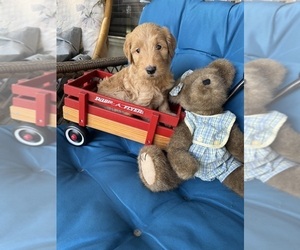 Medium Goldendoodle
