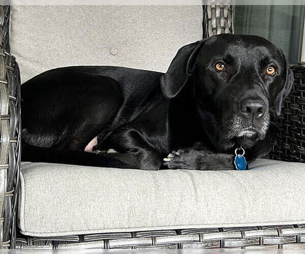 Medium Photo #3 Mutt Puppy For Sale in Lake Wylie, SC, USA