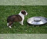 Small Photo #35 Collie Puppy For Sale in PARIS, MI, USA