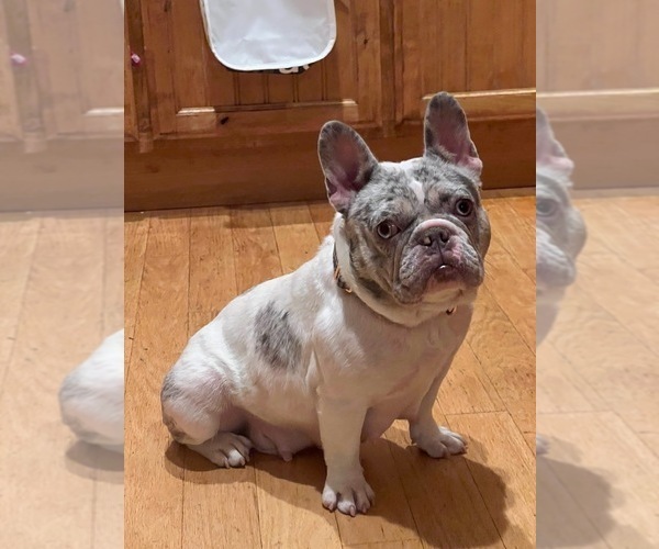 Medium Photo #1 French Bulldog Puppy For Sale in SAN JUAN BAUTISTA, CA, USA