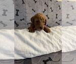 Puppy 2 Goldendoodle