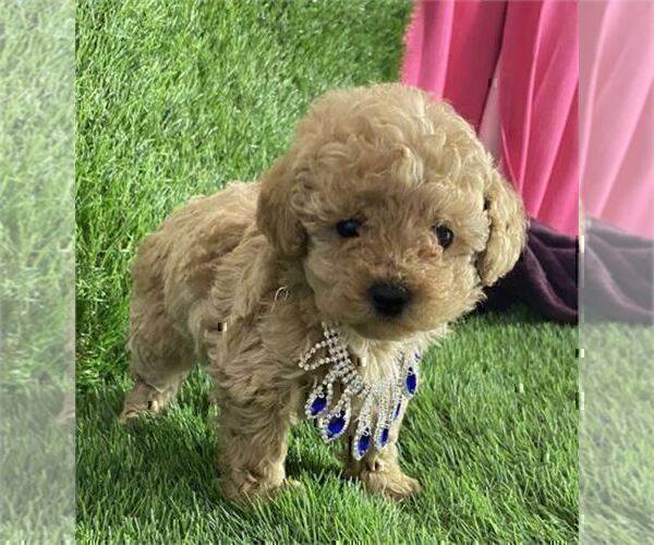 Medium Photo #10 Poodle (Toy) Puppy For Sale in NAPLES, FL, USA