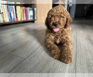 Goldendoodle (Miniature) Puppy for sale in WASHINGTON, DC, USA