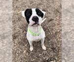 Small American Pit Bull Terrier