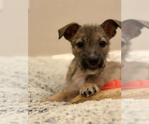 Rat Terrier-Staffordshire Bull Terrier Mix Dogs for adoption in Princeton, MN, USA