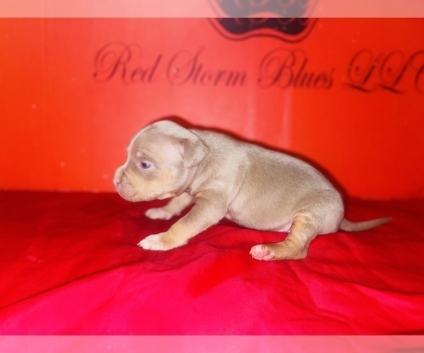 Medium Photo #9 American Bully Puppy For Sale in TRENTON, NJ, USA