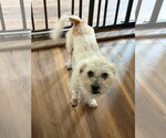 Small #1 Mutt