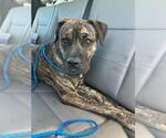 Small American Bulldog Mix