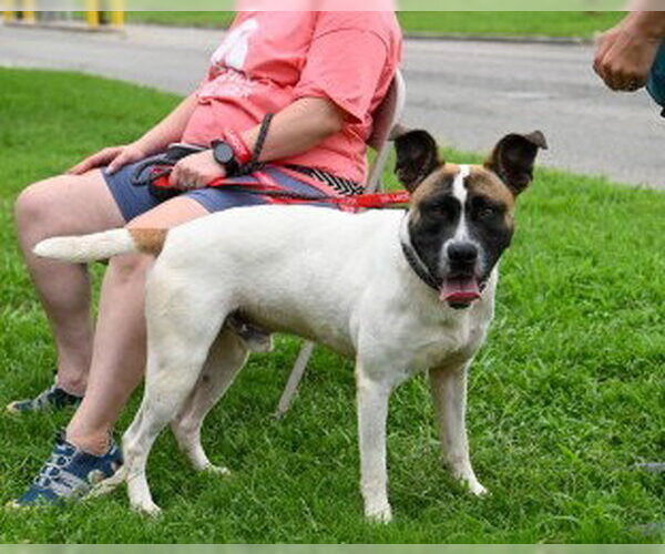 Medium Photo #2 Mutt Puppy For Sale in Glen Allen, VA, USA