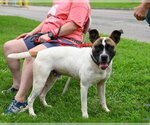 Small #1 Mutt