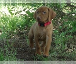 Small #2 Vizsla