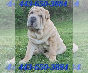 Chinese Shar-Pei Puppy for sale in BALTIMORE, MD, USA