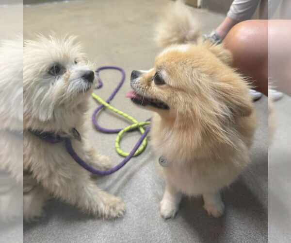 Medium Photo #6 Pomeranian-Unknown Mix Puppy For Sale in Greenbelt, MD, USA