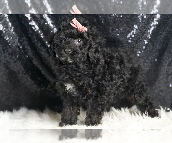 Medium Photo #3 Poodle (Miniature) Puppy For Sale in WARSAW, IN, USA