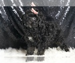 Small #2 Poodle (Miniature)