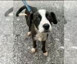 Small Photo #3 Boxer-Unknown Mix Puppy For Sale in Aurora, IN, USA