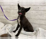 Small German Shepherd Dog