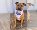 Small #12 Staffordshire Bull Terrier Mix