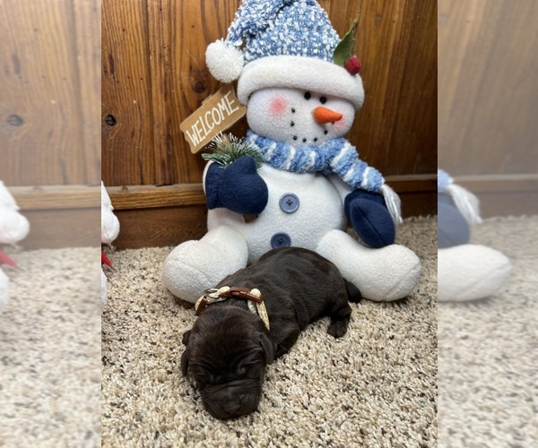 Medium Photo #12 Labrador Retriever Puppy For Sale in NEOLA, WV, USA