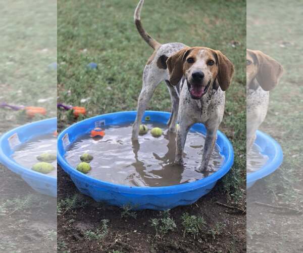 Medium Photo #2 English Coonhound Puppy For Sale in Fort Collins, CO, USA