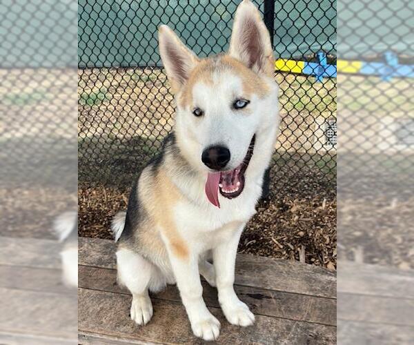 Medium Photo #2 Alusky Puppy For Sale in Santa Cruz, CA, USA