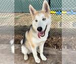 Small #1 Alusky