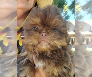 Shih Tzu Puppy for Sale in CENTRAL POINT, Oregon USA