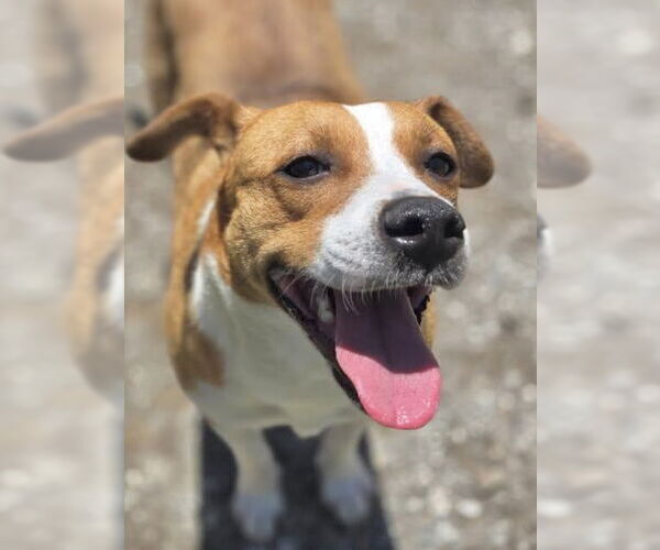 Medium Photo #2 Mutt Puppy For Sale in Crandall, GA, USA