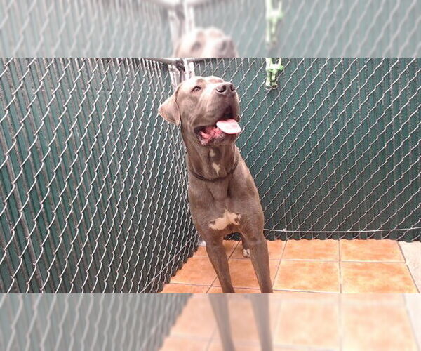 Medium Photo #1 Mastiff Puppy For Sale in Downey, CA, USA