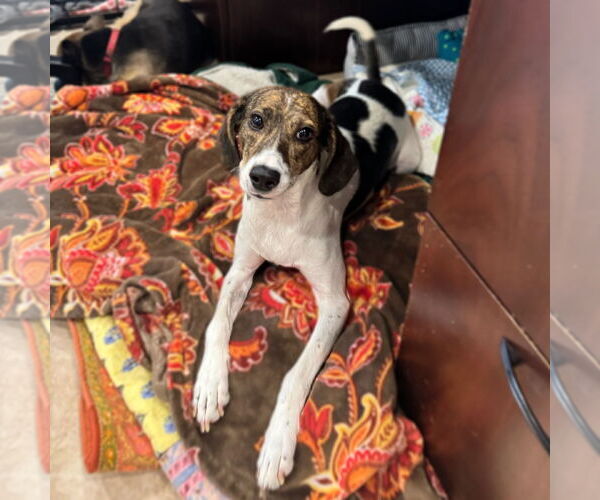Medium Photo #3 Mutt Puppy For Sale in Hilton Head, SC, USA