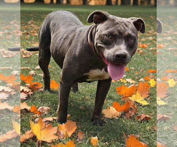 Medium Photo #5 American Pit Bull Terrier Puppy For Sale in Talladega, AL, USA