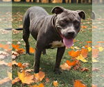 Small #4 American Pit Bull Terrier